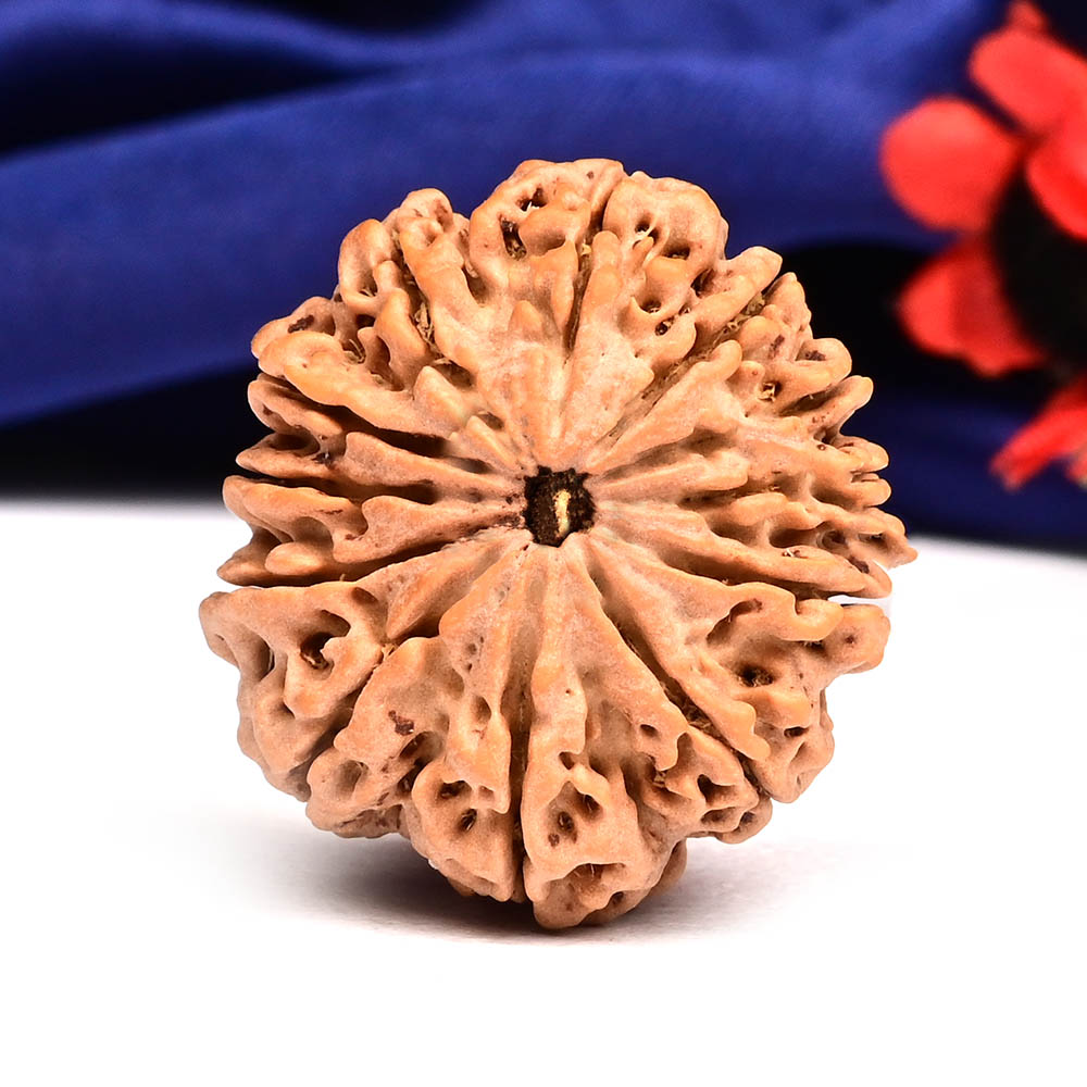 12 Mukhi from Nepal Large - CXXIX
